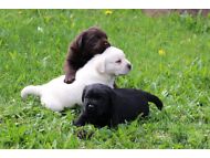 LABRADORID