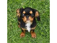 KING CHARLES SPANIELS
