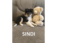 SHELTI KUTSIKAD