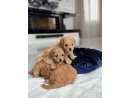 CUTE MALTIPOO PUPPIES