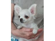 CHIHUAHUA KUTSIKAD