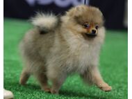 POMERANIAN/ KÄÄBUSSPITS