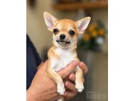 HEASSSE KODUSSE SAADAVAL 2 LÜHIKARVALIST CHIHUAHUAT