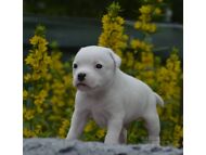 STAFFORDSHIRE'I BULLTERJER