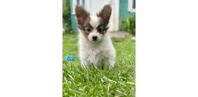 PAPILLON