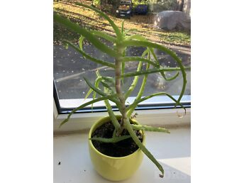 PUISAALOE