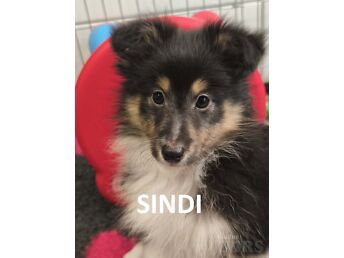 SHELTI KUTSIKAD