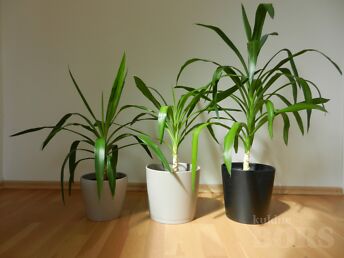 PALMLIILJA