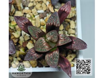 HARULDASED HAWORTHIA’D (HAWORTHIA) – TERVED, JUURDUNUD TAIMED – TARNE KOGU EUROOPASSE BULGAARIAST (EL)