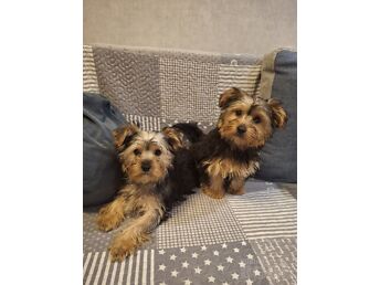 SUUREPÄRASED YORKSHIRE TERRIER KUTSIKAD