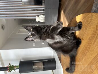 MAINE COON