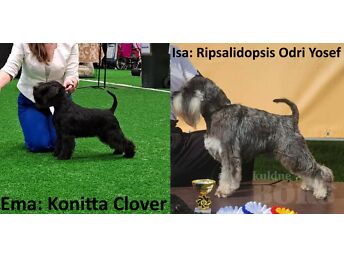 MÜÜA MINISCHNAUZERITE KUTSIKAD | KENNEL KONITTA