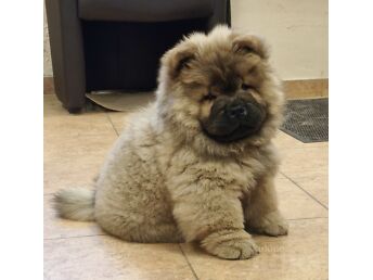 CHOW CHOW KUTSIKAD