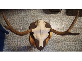 PÕDRA SARVED ALUSEL