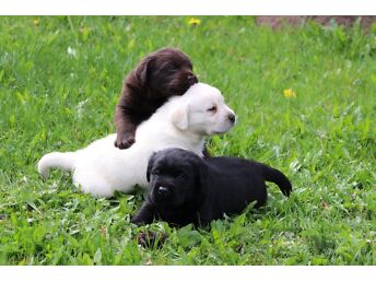 LABRADORID