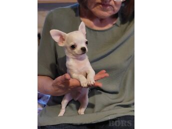 CHIHUAHUA KUTSIKAD
