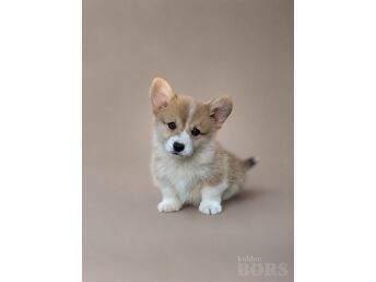 WELSH CORGI PEMBROKE