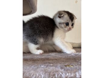 SCOTTISH FOLD/STRAIGHT KASSIPOJAD