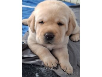 LABRADOR-RETRIIVERI KUTSIKAD
