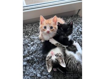 КОТЯТА
