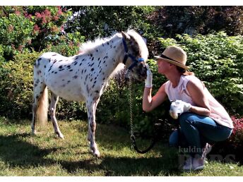 MINI APPALOOSA PONY MARE