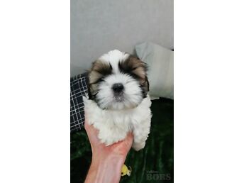 IDEALSED SHIH TZU KUTSIKAD.