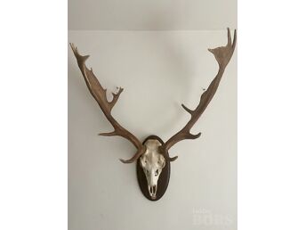KABEHIRVE TROFEE, (DAMA DAMA) PRONKMEDAL, SERTIFIKAAT