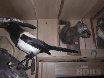 HARAKA JA ORAVA TOPIS