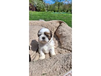 IDEAALSED SHIH TZU KUTSIKAD