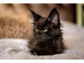 MAIN COON