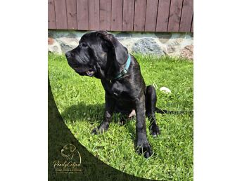 4- KUUSED CANE CORSO KUTSIKAD