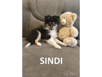 SHELTI KUTSIKAD