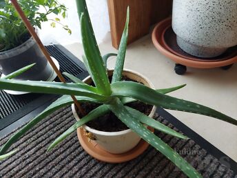 KAKTUS AALOE VEERA