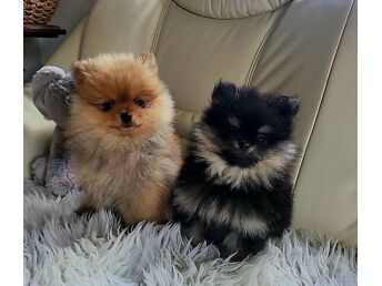 MÜÜA POMERANIAN  KUTSIKAD.