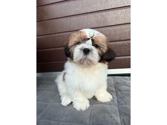 SHIH TZU KUTSIKAD
