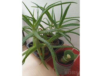 AALOE