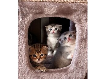 SCOTTISH FOLD/STRAIGHT KASSIPOJAD