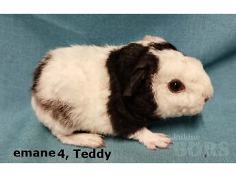 TÕU MERISEAD- TEDDY EMASED