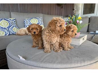 ARMSAD MALTIPOO KUTSIKAD