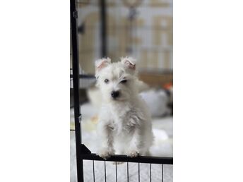 WEST HIGHLAND WHITE TERRIER  KUTSIKAD