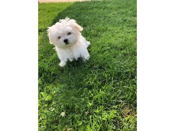 MALTESE