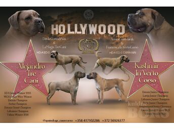 CANE CORSO