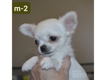 CHIHUAHUA KUTSIKAD