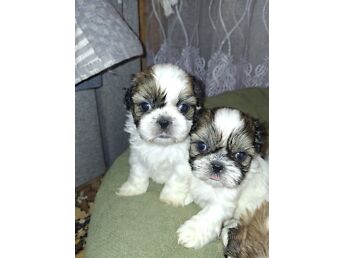 IDEALSED SHIH TZU KUTSIKAD.
