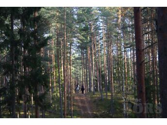 HOBUHOID PÕLVAMAAL