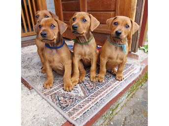 SAKSA PINŠERI KUTSIKAD / НЕМЕЦКИЙ ПИНЧЕР