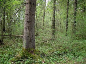 PÕLVAMAAL, KAGU-EESTIS JA MUJAL