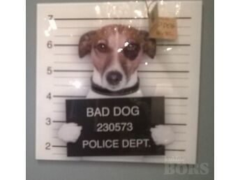 SEINAPILT KLAASIST BAD DOG