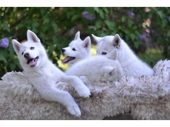 SIBERI HUSKY