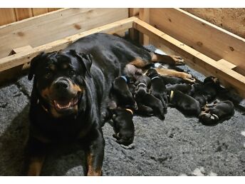 ROTTWEILERI KUTSIKAD